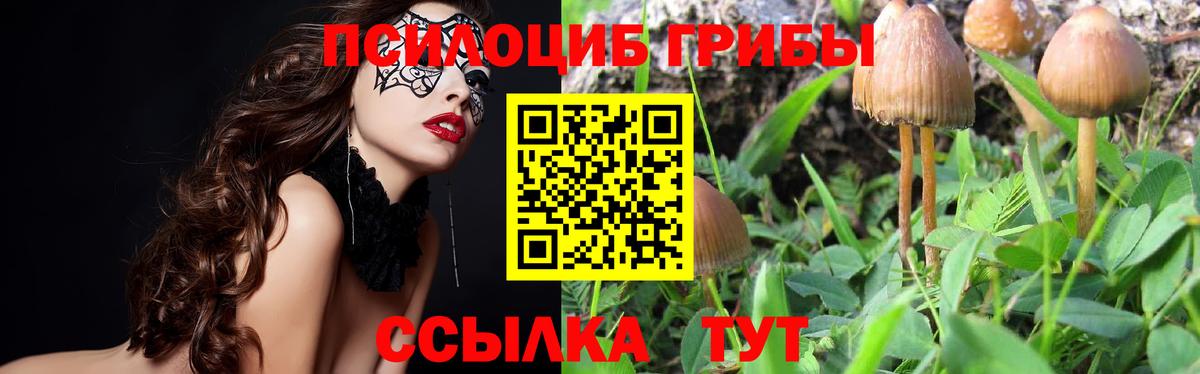 Шатура  Галлюциногенные грибы Psilocybine cubensis  Вход с VPN 